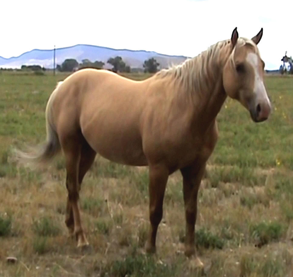 rope horse stallions